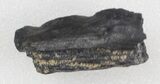 Partial Fossil Fish Jaw - Aguja Formation, Texas #43002-1